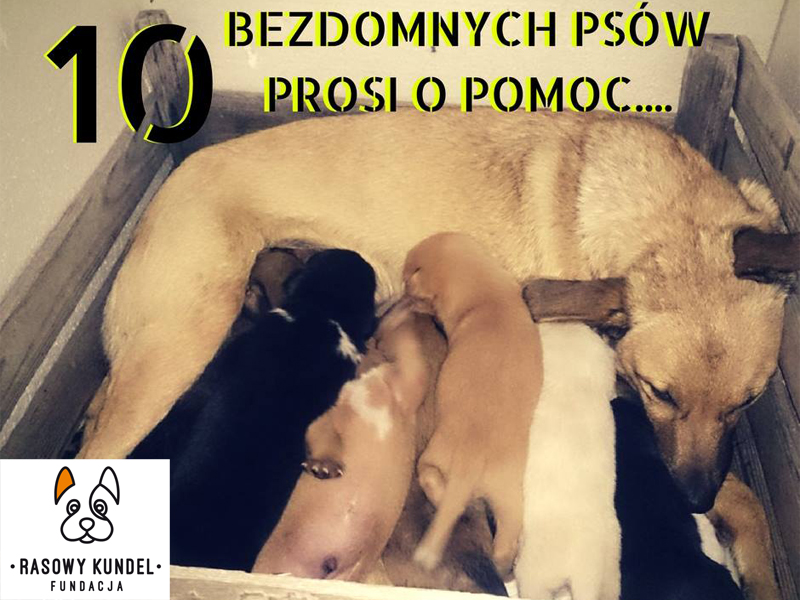 Pomóż i zaadoptuj pieska. Tel 502 507 466